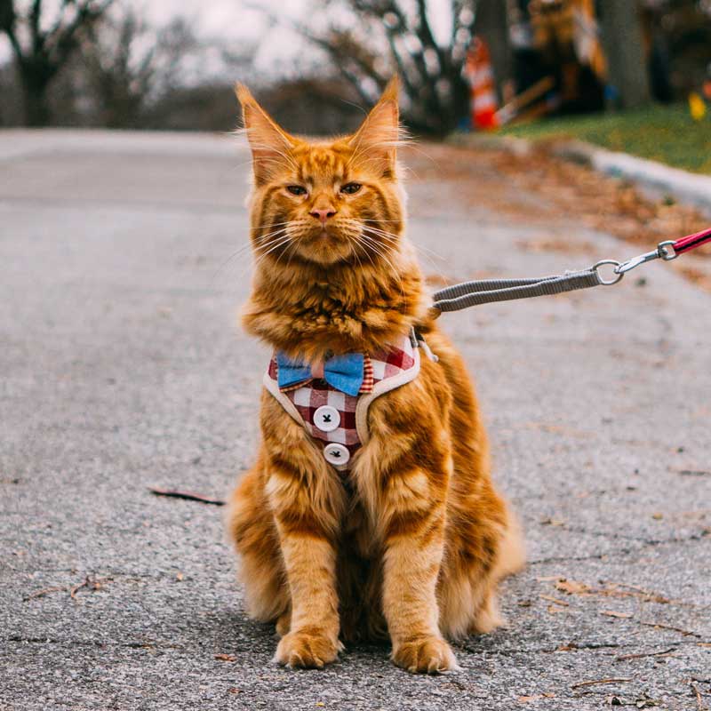 Collar And Harness