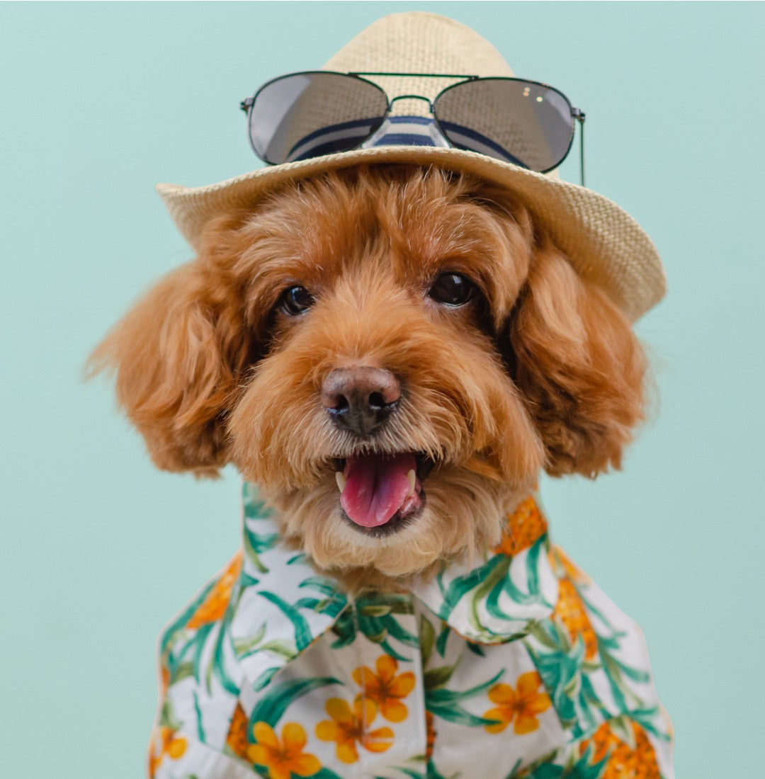 Pet Clothes