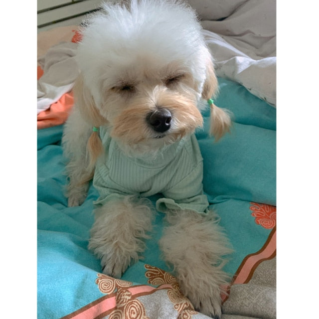 Basic Ribbed Pet-T